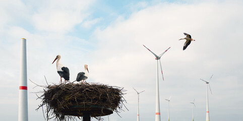 Storks nest and wind turbine park, environment issue and wildlife protection, transformation to renewable sustainable energy, windfarm, risk to birds © Berit Kessler