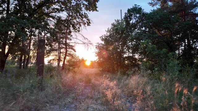 A beautiful bright sunset shines through the trees in a summer pine forest, casting warm sun rays and lens flares on the grassy path. High quality 4K video, 24 fps with cinematic motion blur.