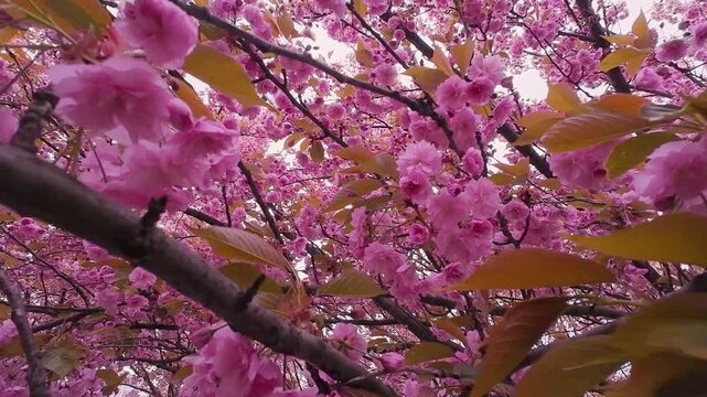 Beautiful blooming sakura branches sway gently in the wind. Bright pink cherry blossoms cover the tree in spring. Close up of lush floral background. Vibrant prunus kanzan flowers create a backdrop.