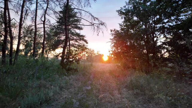 A beautiful bright sunset shines through the trees in a summer pine forest, casting warm sun rays and lens flares on the grassy path. High quality 4K video, 24 fps with cinematic motion blur.