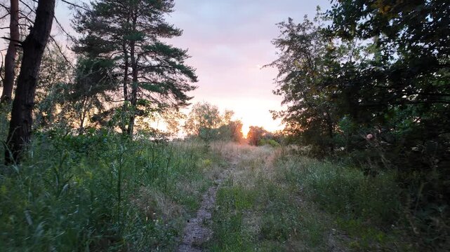 A beautiful bright sunset shines through the trees in a summer pine forest, casting warm sun rays and lens flares on the grassy path. High quality 4K video, 24 fps with cinematic motion blur.