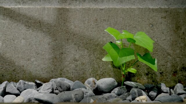 A small plant striving to grow amidst the stones along a walkway, illuminated by light reflecting from a window on the left&mdash;a symbol of resilience and the struggle to survive amidst surrounding challe