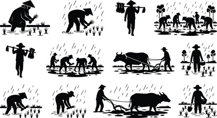 Fototapeta premium Traditional rice farming activities in paddy fields