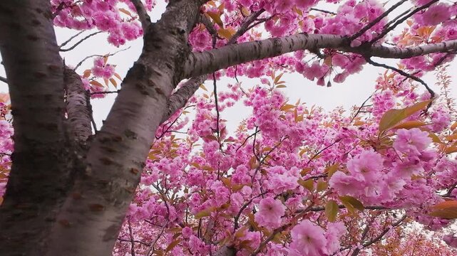 Beautiful blooming cherry blossom branches sway gently in the spring breeze. Bright pink flowers cover the tree against a soft natural background. Vibrant sakura blossoms create a fresh atmosphere.