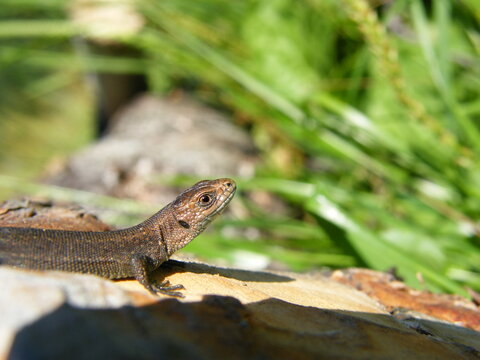 Close up of a viviparous lizard (Zootoca vivipara) basking on wood with copy space