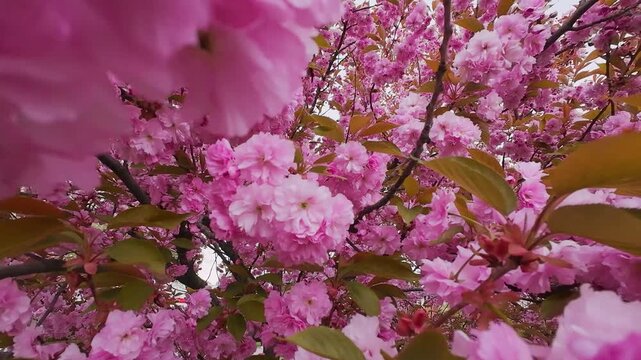 Beautiful blooming cherry blossom branches sway gently in the spring breeze. Bright pink flowers cover the tree against a soft natural background. Vibrant sakura blossoms create a fresh atmosphere.