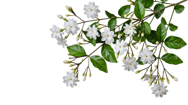 Vibrant white jasmine flowers with dark green leaves and small unopened buds, forming an inviting floral frame.