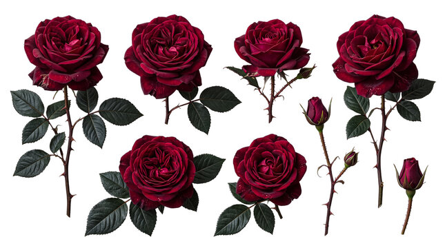 Realistic photograph of six individual dark red roses, featuring delicate petals and green foliage.
