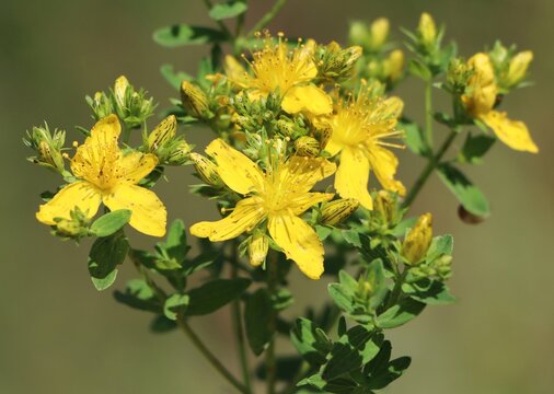 St. John's wort (Hypericum perforatum) herbaceous medicinal herb