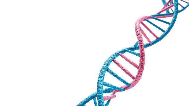 Double helix DNA strand model molecule biology concept isolated on transparent background cut out