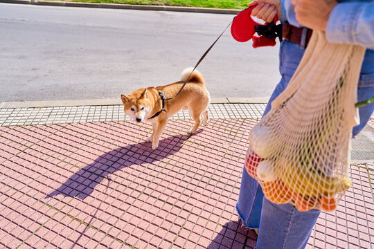 Woman walking shiba inu carrying grocery bag