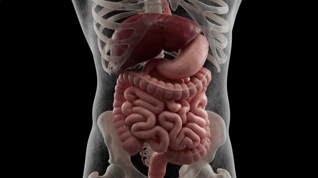 Anatomical 3D Illustration of the Human Digestive System with Liver Stomach and Intestines