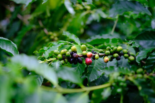 Natural coffee cherries in tropical plantation illustrate forest ecosystems, sustainable farming, responsible investment, net zero communication and green business concepts.