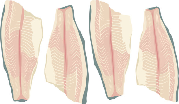Raw white fish fillets set