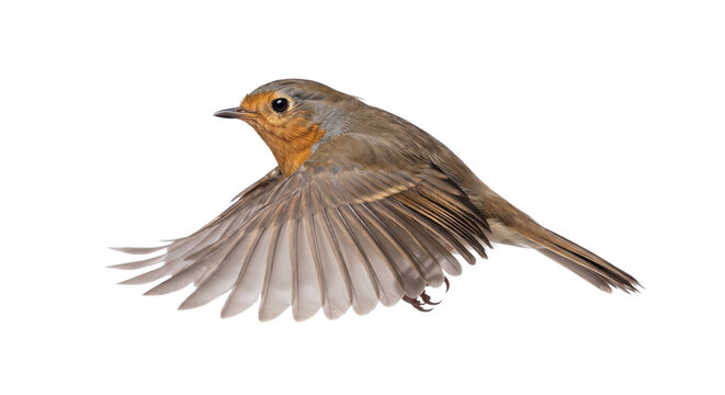 European robin bird flying with wings spread wide