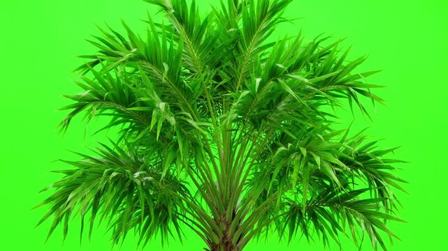Tropical palm tree with lush green foliage isolated on a green screen