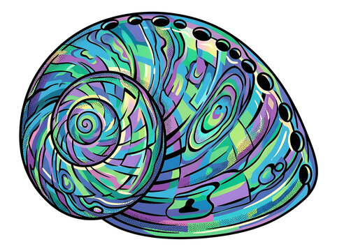 Iridescent abalone seashell vector graphic isolated on white