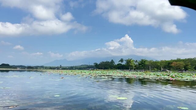Beautiful view of lotus flowers at Situ Bagendit Lake, Garut, West Java, Indonesia