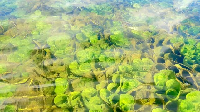 The beautiful underwater scenery of Situ Bagendit Lake in West Java is like a giant aquarium with green plants below.