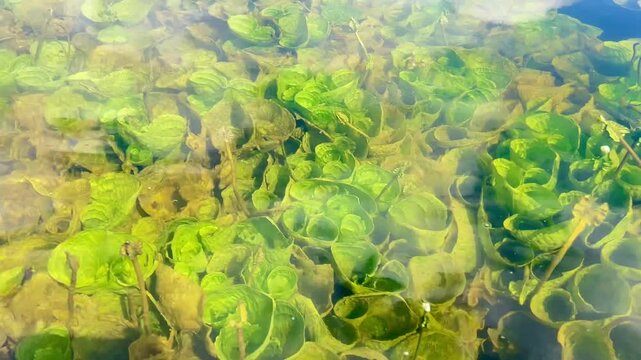The beautiful underwater scenery of Situ Bagendit Lake in West Java is like a giant aquarium with green plants below.