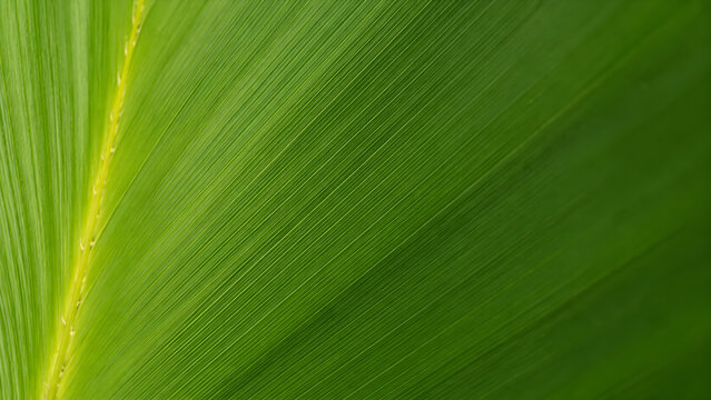 Close up of green screwpine leaf texture with diagonal lines