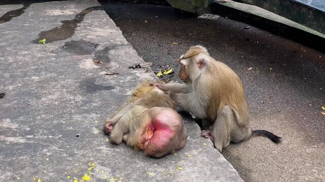 A male pig-tailed macaque (Macaca leonina) courts a female by combing through her fur in search of insects at Phuket City View Point Public Park in Phuket, Thailand.