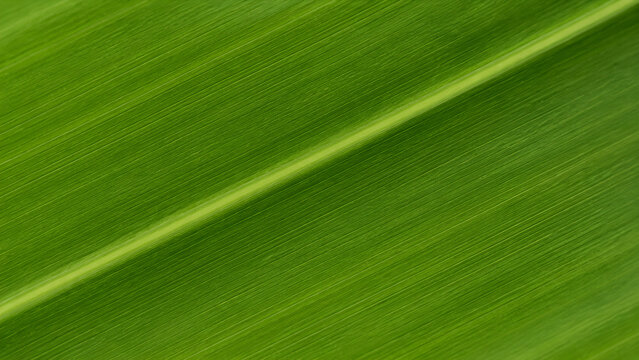 Macro of a vibrant green screwpine leaf showing detailed texture