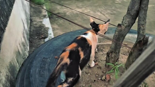 The beautiful kitty jump on the tree..