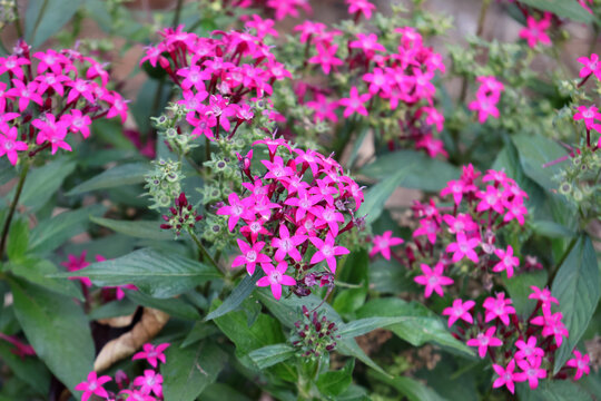 Pink Egyptian Star Cluster (Pentas lanceolata) flowers blooming in dense, lush clusters surrounded by rich green lance-shaped leaves in a summer garden