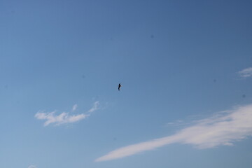 Fototapeta premium a bird flying in the sky, blue sky, background,