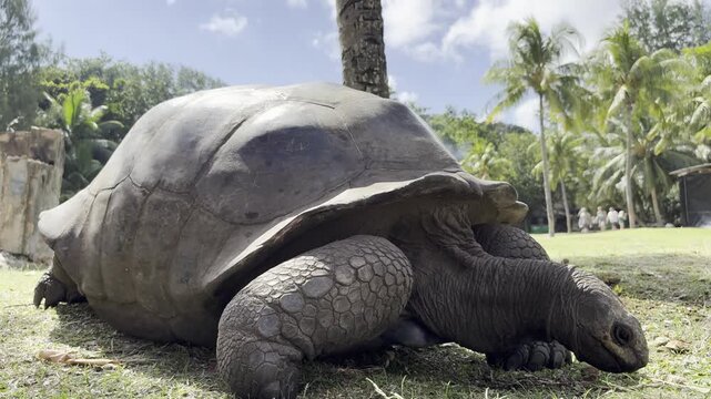 Giant Aldabra tortoise grazing in Curieuse island, Seychelles