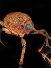 detailní makro snímek obřího modelu nosatce žaludového na vědecké výstavě zobrazující anatomii brouka curculio glandium © Alpaka