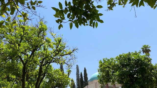 summer season orange lemon tree garden in backyard in blue mosque Iran Middle east Asia Saadi Shiraz attraction tourism travel destination sunshine Persian heritage of botanical landscape architecture