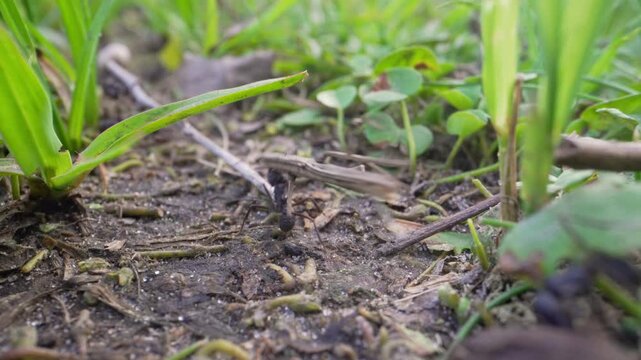 Leafcutter ant Acromyrmex sp. moves across bare soil between small green plants at ground level, useful for entomology content or ecosystem education.