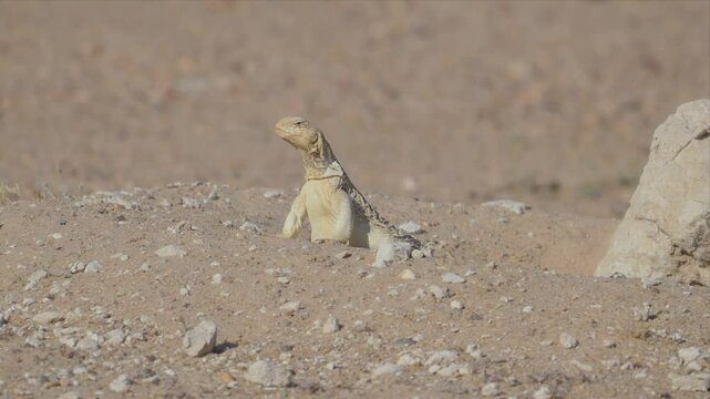 A spiny tailed lizard on desert ground transitions from a soft out-of-focus blur into sharp cinematic focus, creating a striking rack-focus effect.