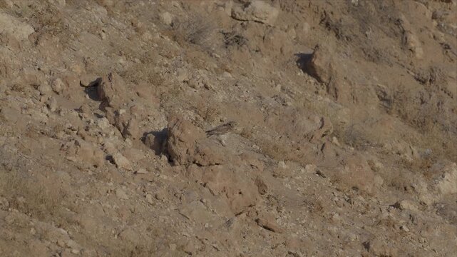 A small little owl shifts its stance and bobs slightly while perched on a rocky desert slope, its camouflaged plumage blending with the terrain.