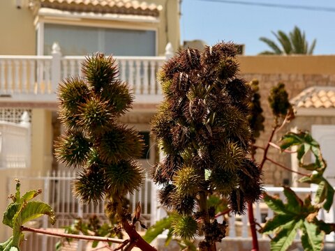 Ricinus - High toxicity plant, castor bean or castor oil plant and pink flowers, close-up photo