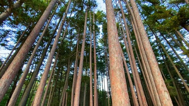 Upward reveal through a stand of tall red pine trees showcases their impressive height and straight trunks against the sky in the forests of Achray in Algonquin Park, Ontario.