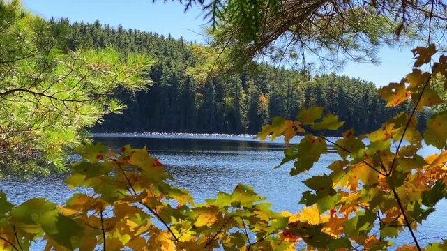 Golden fall foliage and pine trees frame shimmering blue water and distant coniferous hills at Achray in the Algonquin Park region of Ontario.