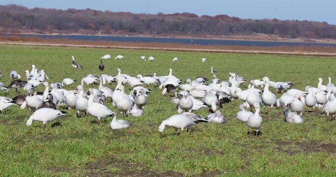 Static video of a huge flock of Snow Geese Anser caerulescens in Hagerman National Wildlife Refuge near Sherman, Texas.