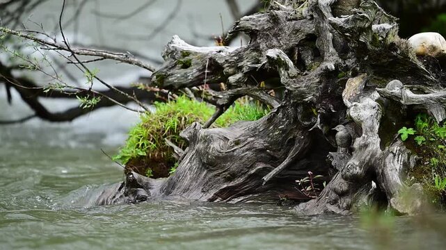 Aquatic brown dipper bird camouflaged against dark wood and moss beside a mountain creek.