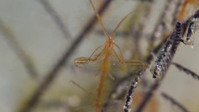 Closeup of an orange Skeleton Shrimp or Ghost Shrimp (Caprellidae). Face shot, bows and looks into the camera. Claws visible. filmed in Anilao, Philippines