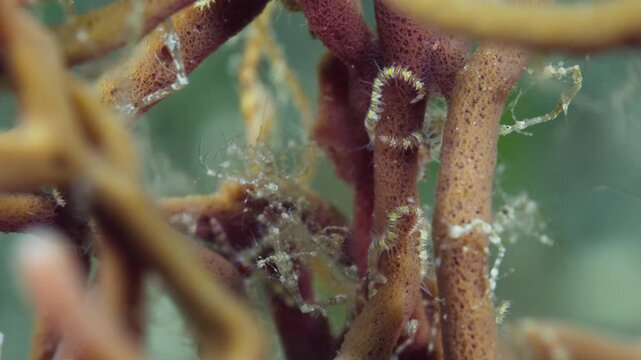 A female Skeleton Shrimp or Ghost Shrimp (Caprellidae), brooding lots of young babies hanging onto her, surrounded by her clan. filmed in Anilao, Philippines