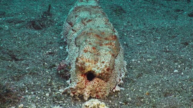 Rear shot of a sea cucumber (Thelenota anax) which hosts a Sea Cucumber Crab (Lissocarcinus orbicularis), filmed in Anilao, Philippines