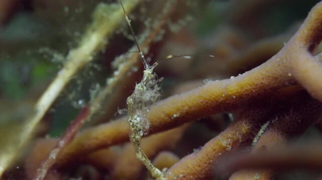 Closeup of a female Skeleton Shrimp or Ghost Shrimp (Caprellidae), with lots of young babies hanging onto her, surrounded by her clan. filmed in Anilao, Philippines