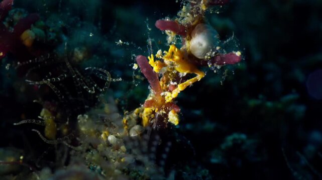 A Yellow Skeleton Shrimp or Ghost Shrimp (Caprellidae) flexing it's abdomen to aerate the eggs, filmed in Anilao, Philippines