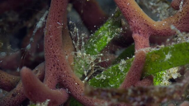 A female Skeleton Shrimp or Ghost Shrimp (Caprellidae), brooding lots of young babies hanging onto her, surrounded by her clan. filmed in Anilao, Philippines