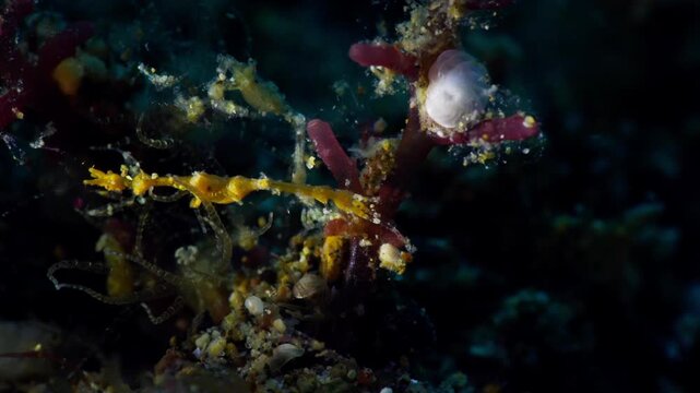 A Yellow Skeleton Shrimp or Ghost Shrimp (Caprellidae) stretches out and moves, filmed in Anilao, Philippines