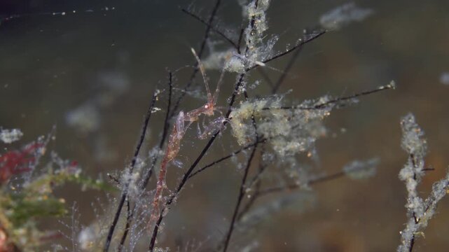 Closeup of a single Skeleton Shrimp or Ghost Shrimp (Caprellidae) facing the camera, filmed in Anilao, Philippines