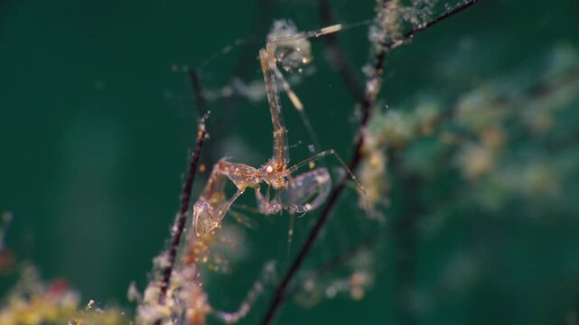Closeup of a single Skeleton Shrimp or Ghost Shrimp (Caprellidae), feeding and facing the camera, filmed in Anilao, Philippines